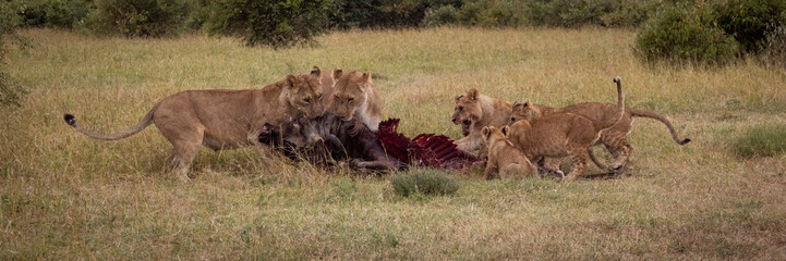 Panorama of lions feeding on wildebeest carcase