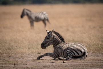 Obraz na płótnie Canvas Plains zebra lies on grass near another