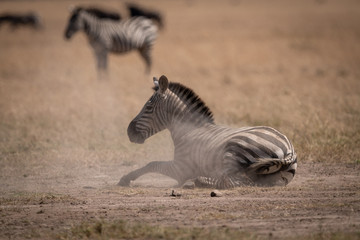 Naklejka na ściany i meble Plains zebra lies in dust in savannah