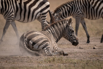 Fototapeta na wymiar Plains zebra lying in dust beside others