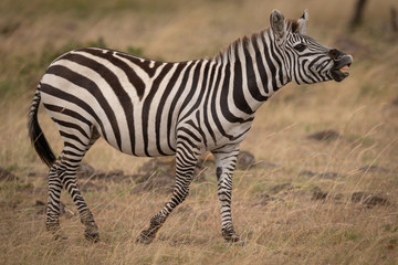 Fototapeta na wymiar Plains zebra lifting head and showing teeth