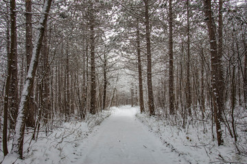 winter forest background