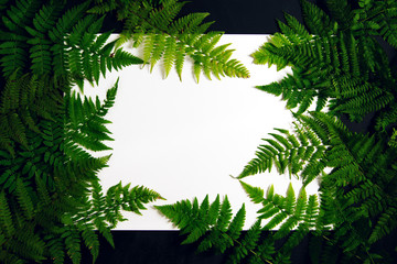 White background with a frame of fern leaves.