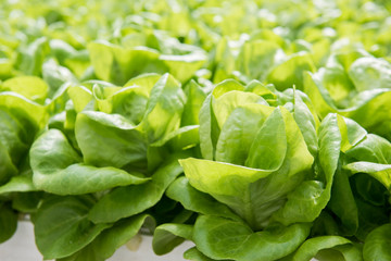 Image of lush green cabbage vegetation inside a Greenhouse farm. The cabbage plants look very fresh and is definitely well cared of.