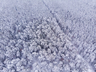 Aerial view of snowy forest. Aerial view of forest in winter. Done view of snow and forest.