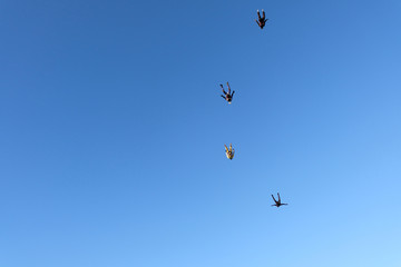 Naklejka na ściany i meble A flock of skydivers is in the sky.