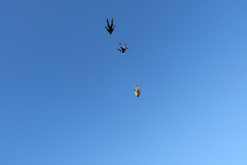Naklejka na ściany i meble A flock of skydivers is in the sky.