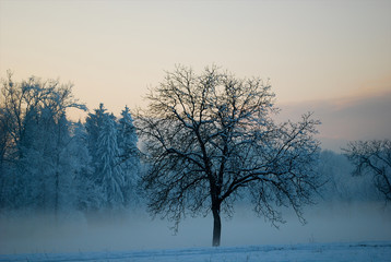 l'albero solitario tra la neve  il freddo e la nebbia