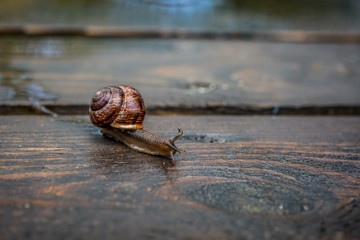 Snail crawling on the wet wooden surface