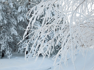 Tree branches covered with snow on a Sunny morning in the forest