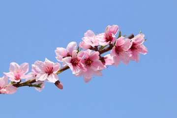 桃の花　満開の桃の花　桃の花畑　青空と桃の花