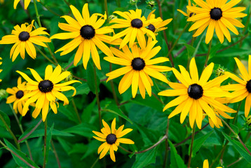 Sonnenhut (Rudbeckia fulgida), Blumenwiese, Schwäbisch Gmünd, Baden-Württemberg, Deutschland, Europa