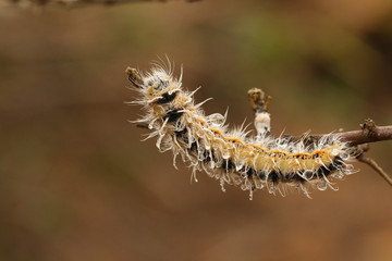 Hairy caterpillar or larvae of a Saturniidae moth.