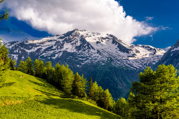 Fototapeta premium Pine trees in fields in Alp mountains, Martigny-Combe, Martigny,