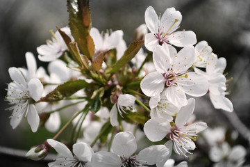 Blooming cherry