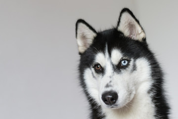 Husky