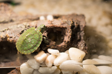 Turtle