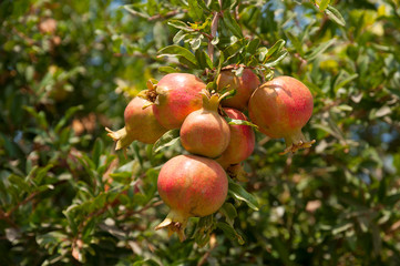 Pomegranate tree plantation