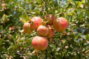 Pomegranate tree plantation