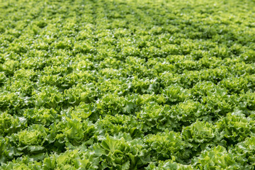 Fototapeta na wymiar Image of lush green cabbage vegetation inside a Greenhouse farm. The cabbage plants look very fresh and is definitely well cared of.