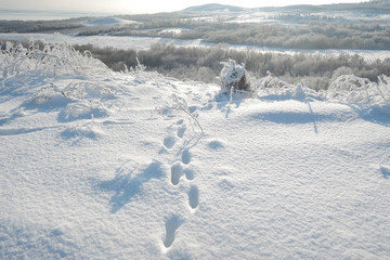 Obraz premium Fox foot animal tracks in the snow.
