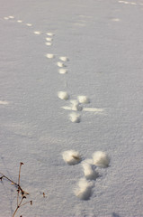 hare trail on white snow