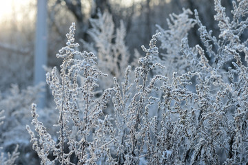 Dry grass covered with snow in the winter forest close up