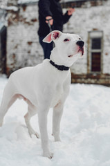 Pit Bull Terrier / Winter Session with Pit Bull Terrier along with the owner