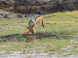 Black-backed Jackal (Canis mesomelas) in natural habitat, South Africa