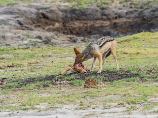 Black-backed Jackal (Canis mesomelas) in natural habitat, South Africa