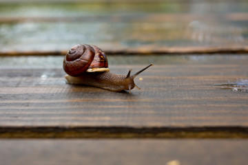 Snail crawling on the wet wooden surface