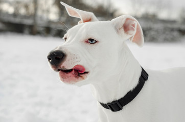 American staffordshire terrier puppy in winter