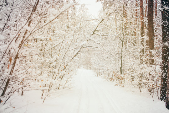 toned picture of beautiful snowy winter forest