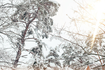 Obraz premium low angle view of snowy winter forest and side lighting