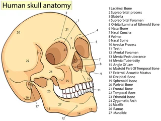 Foto op Aluminium Medical Education Chart of Biology Human Skull Diagram. Raster. Front aspect white background basic medical education © toricheks