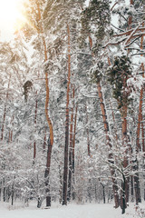 scenic view of beautiful snowy winter forest and sunlight