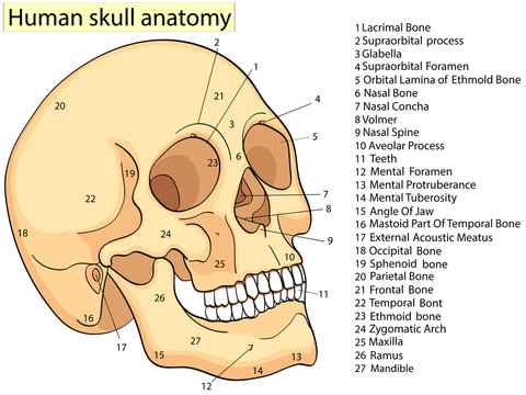 Human skull bones structure diagram science Vector Image