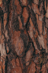 full frame of brown tree barque texture as background