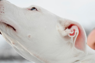 American staffordshire terrier puppy in winter