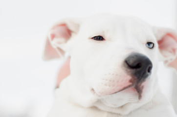 dog white pit bull with the owner, beard hipster with dark red beard while walking in the street in the winter, in a snow park, playing