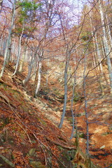 Autumn hiking trail in Beskydy mountains, Prasiva, Czech Republic, Europe