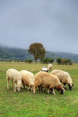 Flock of sheeps in a meadow on green grass