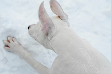 American staffordshire terrier puppy in winter