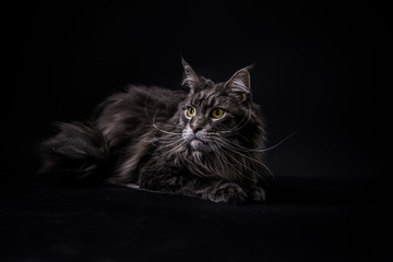 Maine coon