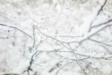 close up view of twigs covered with snow in winter forest
