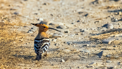 Eurasian hoopoe (Upupa epops)  in Jim Corbett National Park, India