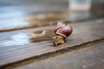 Snail crawling on the wet wooden surface