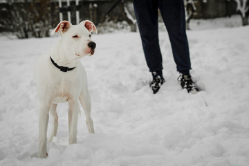 Pit bull terrier along with two guys holding him on the collar