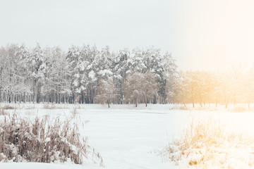 scenic view of snowy trees with side lighting in winter forest