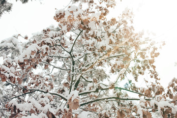 low angle view of snowy tree in winter forest